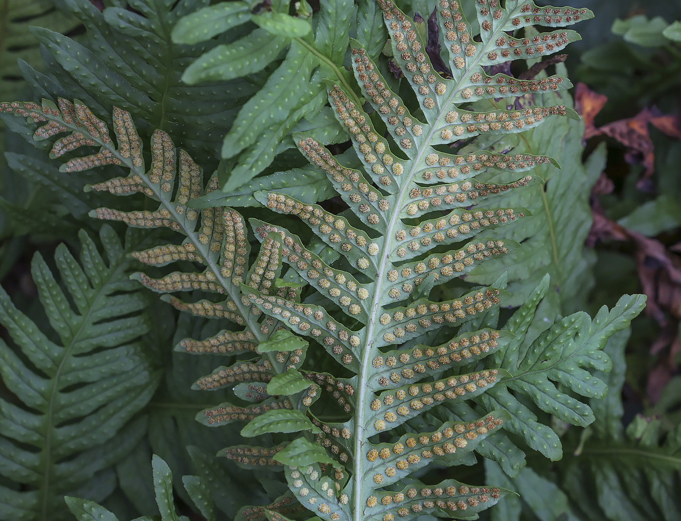 Изображение особи род Polypodium.