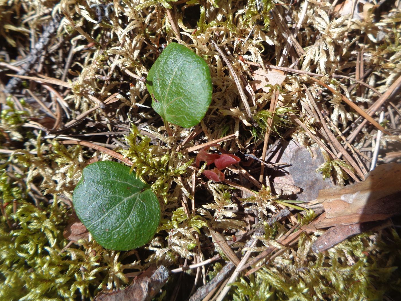 Image of Pyrola chlorantha specimen.