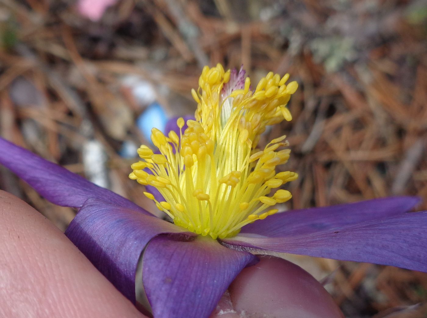 Image of Pulsatilla patens specimen.