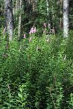 genus Spiraea. Цветущие растения. Карельский перешеек, Линдуловская роща (южная граница), территория старого финского хутора. 29.07.2018.