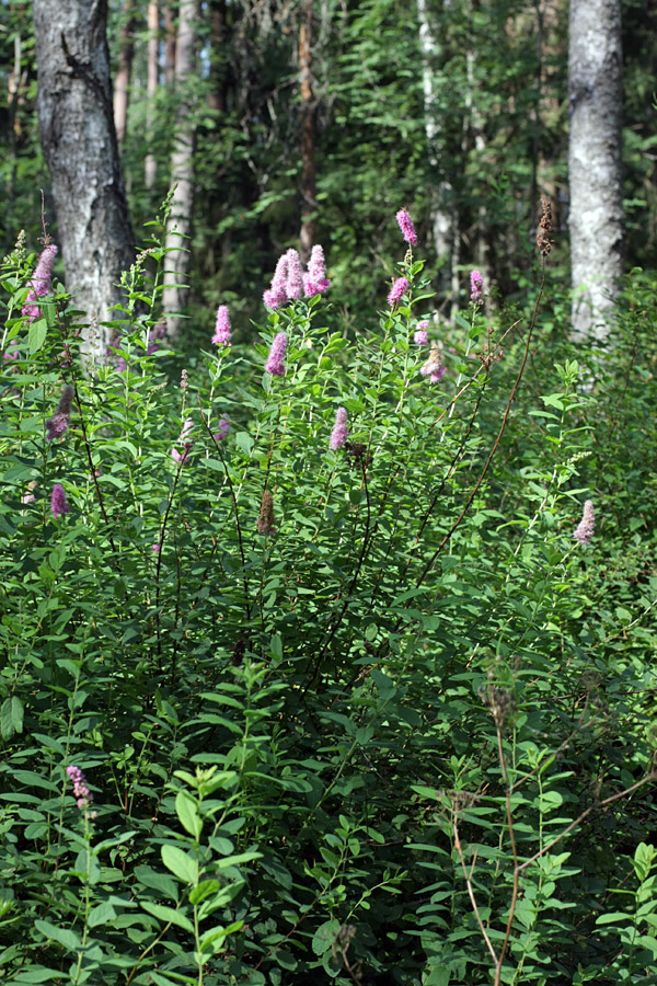 Image of genus Spiraea specimen.