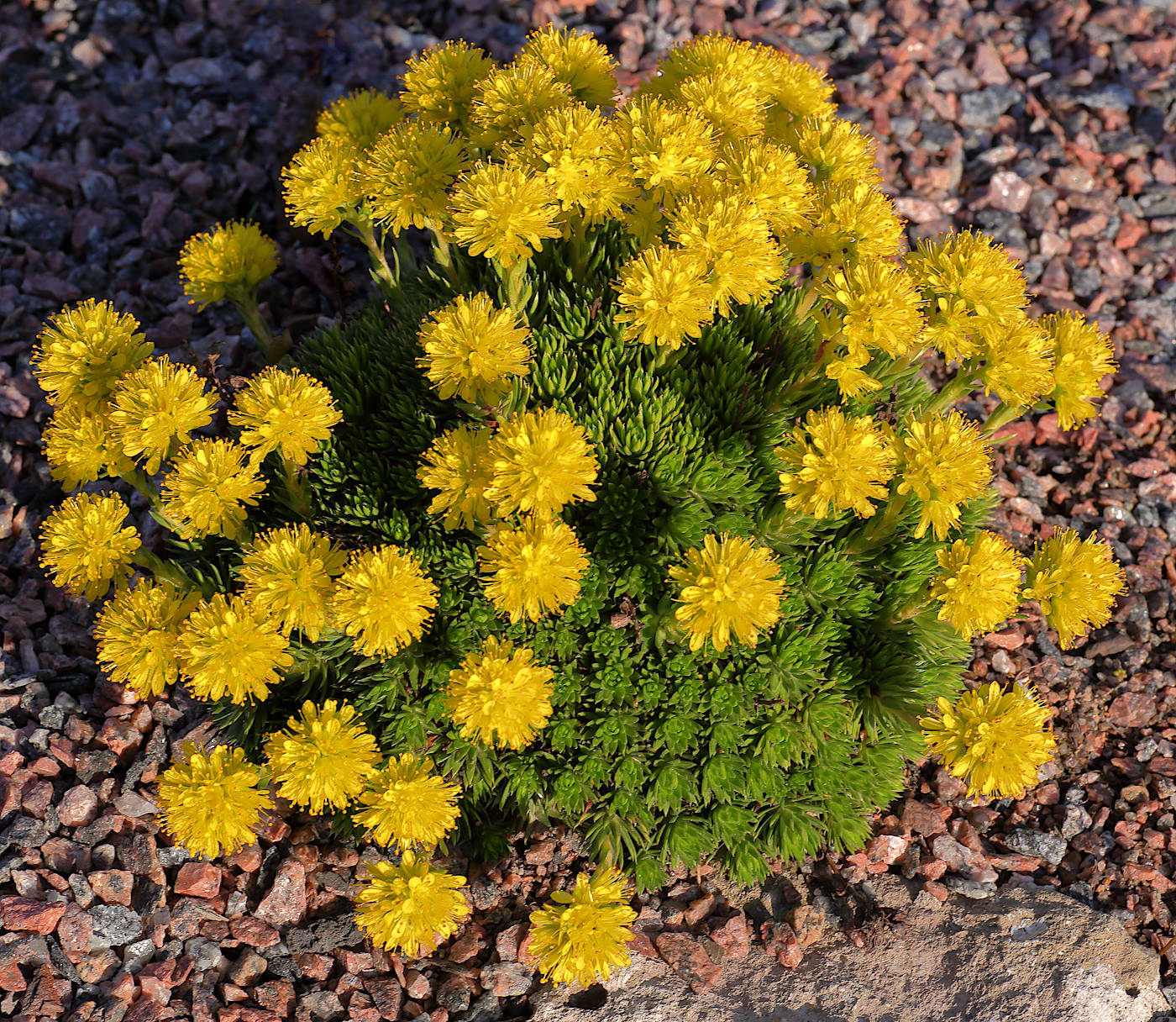 Изображение особи Saxifraga juniperifolia.