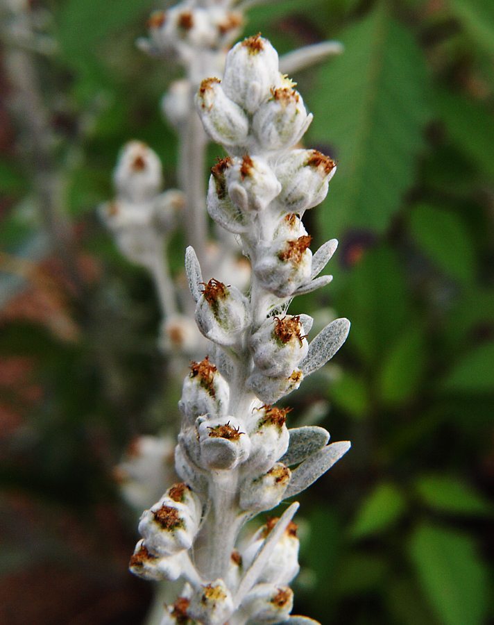 Image of Artemisia stelleriana specimen.