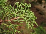 Cupressus sempervirens