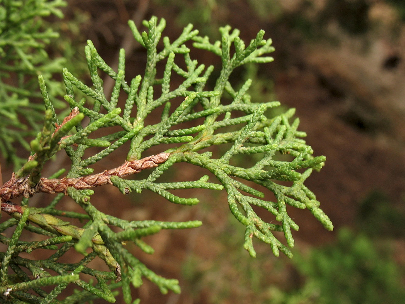 Image of Cupressus sempervirens specimen.