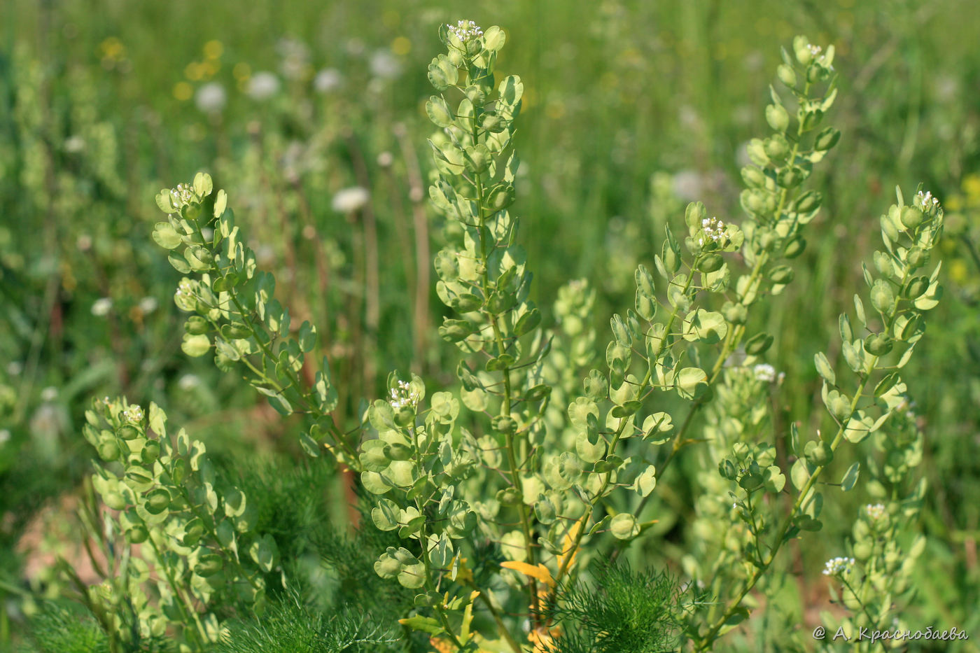 Image of Thlaspi arvense specimen.