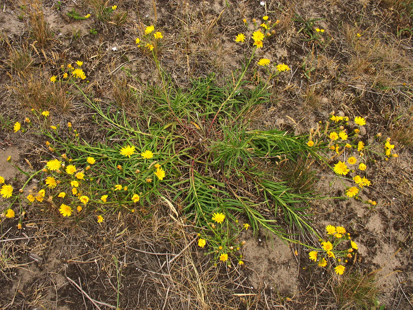 Image of Hieracium umbellatum specimen.