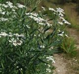 Achillea salicifolia