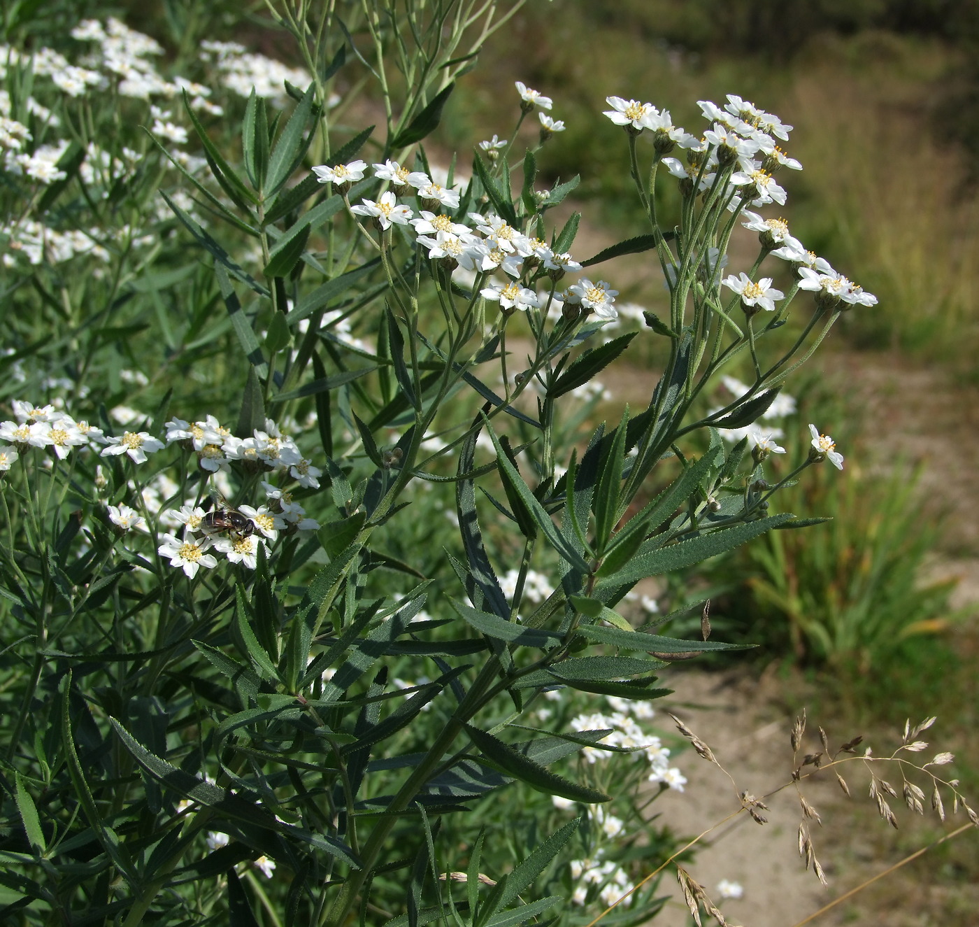 Изображение особи Achillea salicifolia.