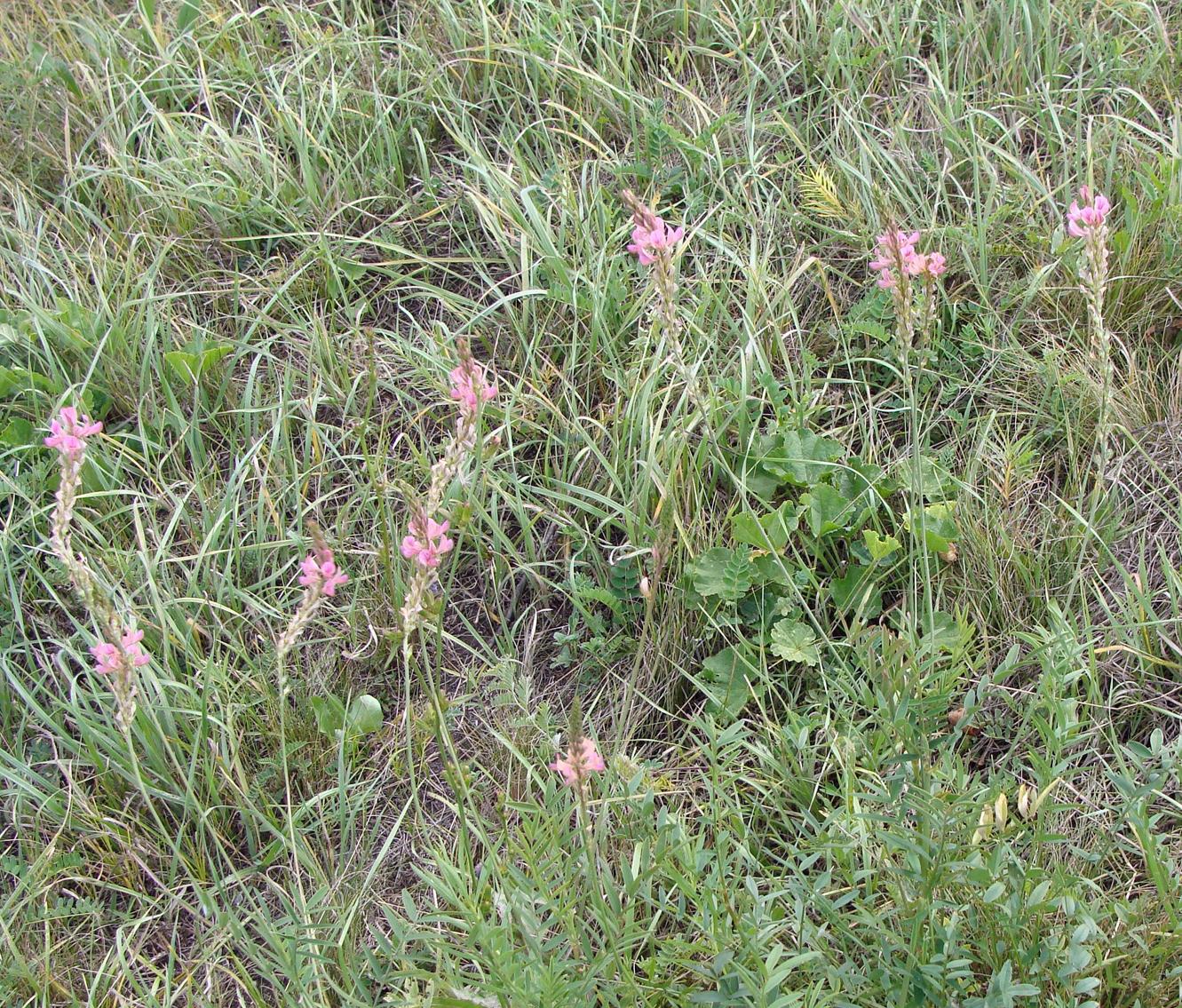 Image of genus Onobrychis specimen.