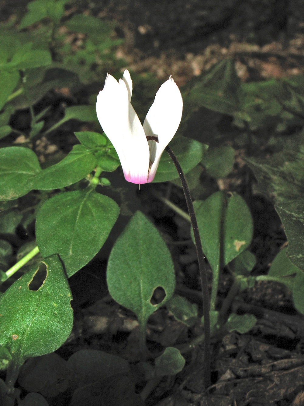 Image of Cyclamen rhodium specimen.