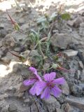 Geranium charlesii