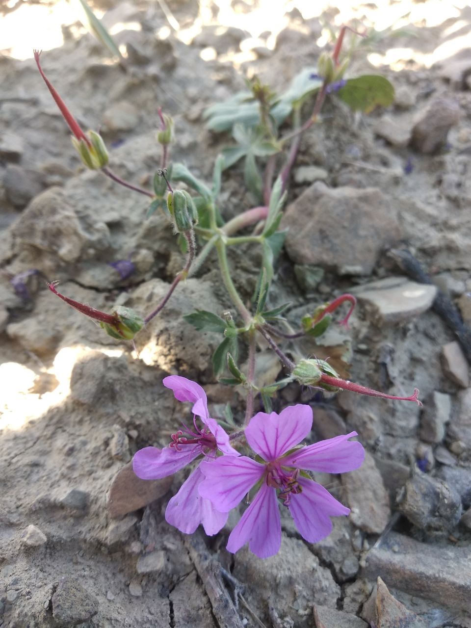 Изображение особи Geranium charlesii.