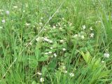 Fragaria orientalis