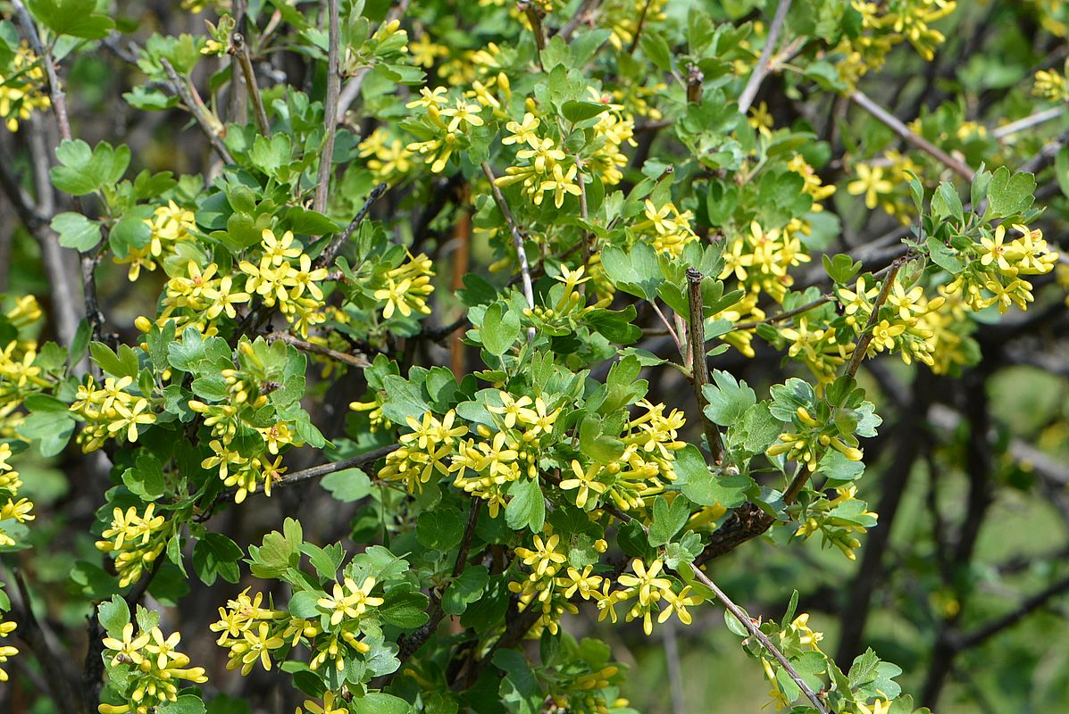 Image of Ribes aureum specimen.