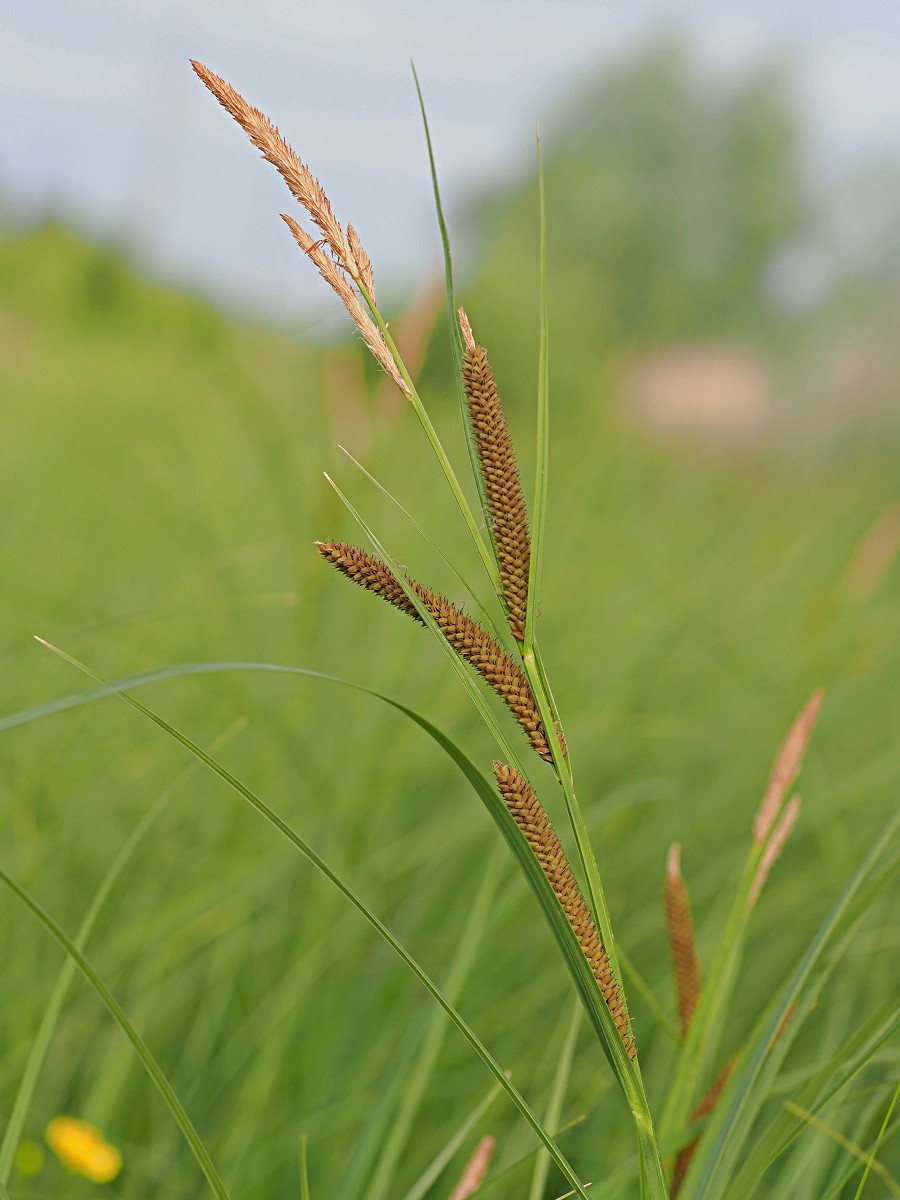 Image of Carex acuta specimen.