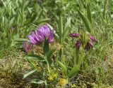 Trifolium alpinum