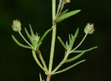 Plantago afra. Часть веточки с отцветающими соцветиями. Израиль, Нижняя Галилея, г. Верхний Назарет, заповедник Iris bismarckiana. 26.03.2017.