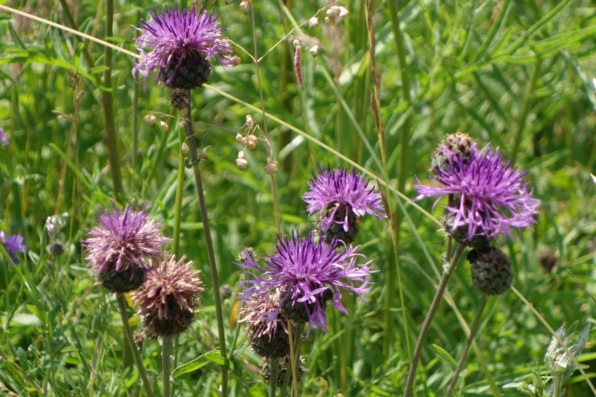 Image of Centaurea scabiosa specimen.