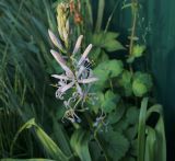 Camassia quamash