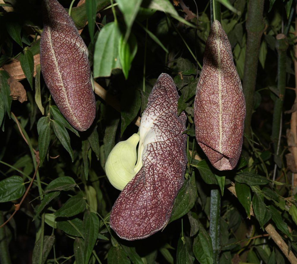 Изображение особи Aristolochia gigantea.