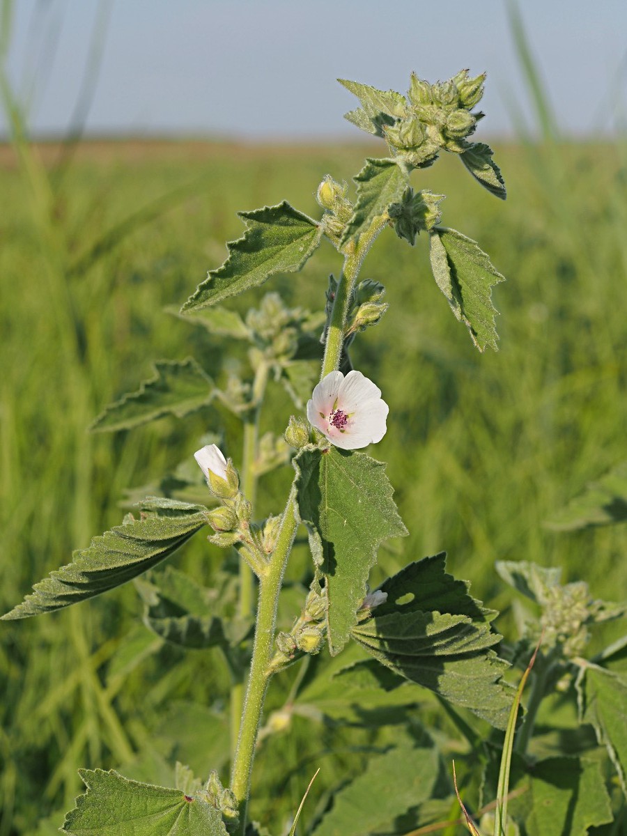 Image of Althaea officinalis specimen.