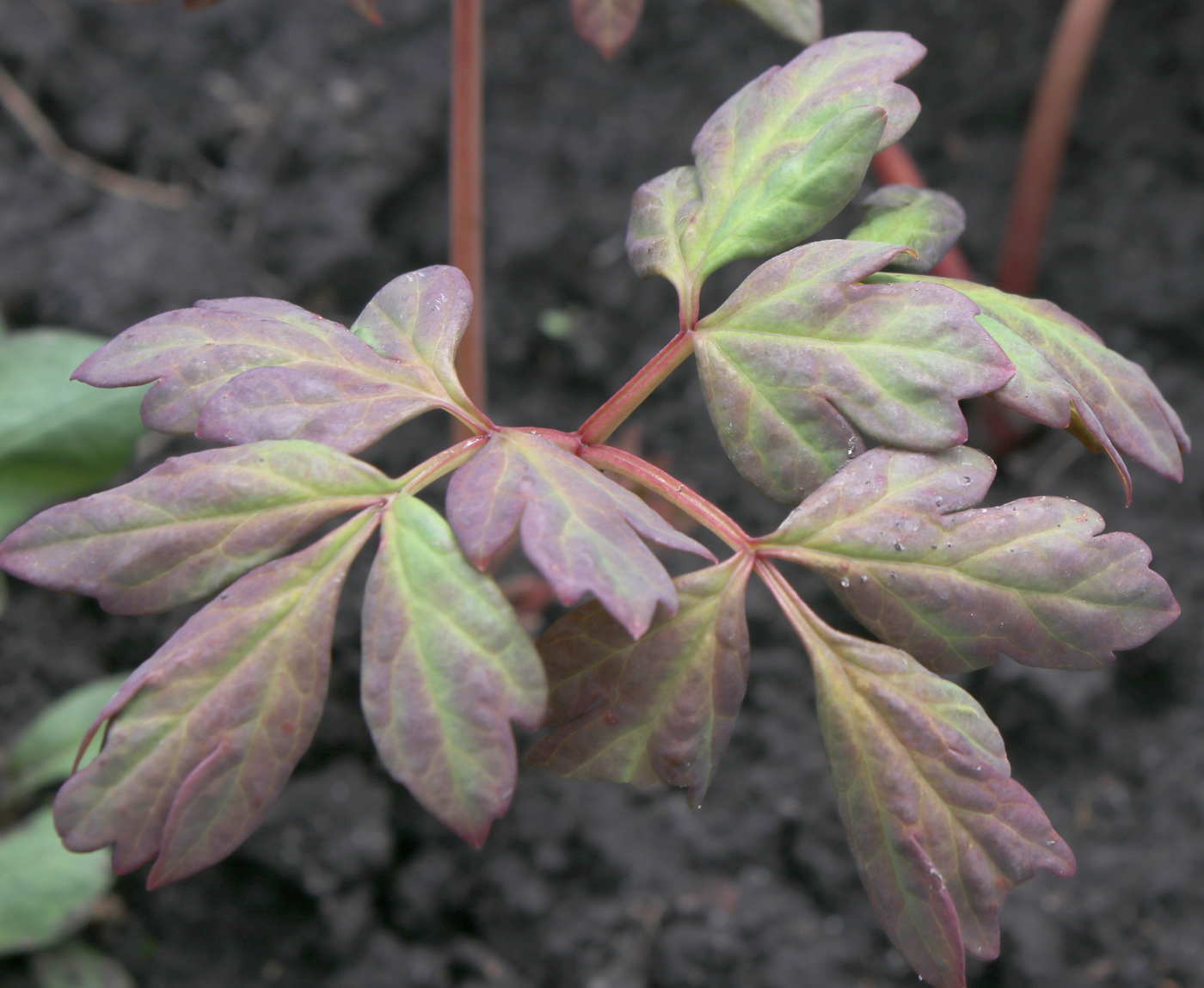 Image of Paeonia suffruticosa specimen.