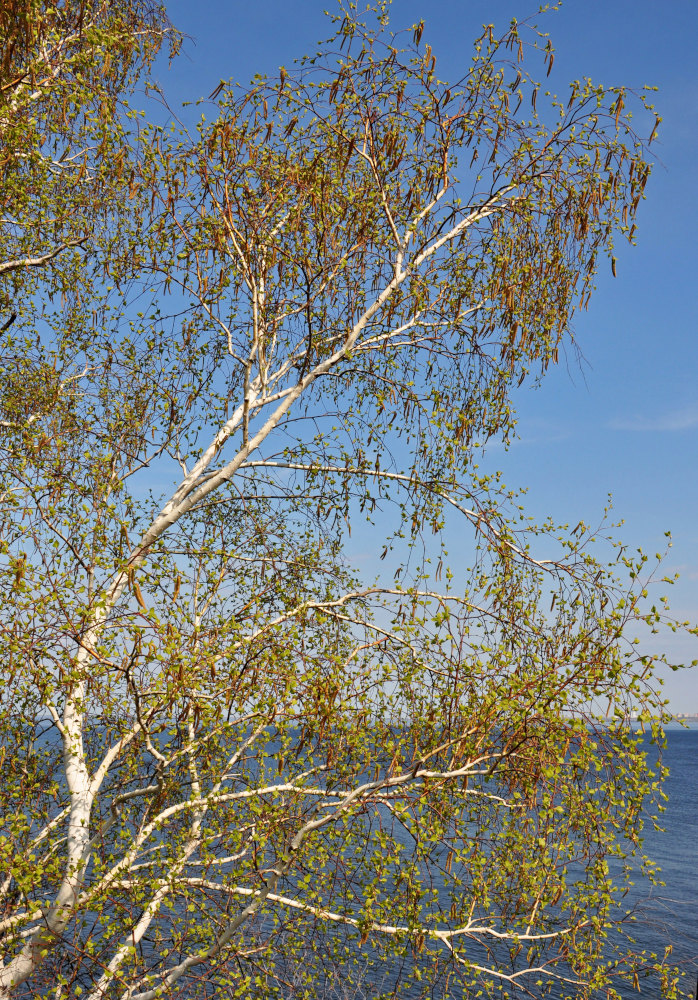 Image of Betula pendula specimen.