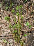 Dryopteris expansa. Разворачивающиеся вайи. Камчатский край, Елизовский район, природный парк \"Вулканы Камчатки\", кордон Авачинский перевал, 960 м н.у.м., ольховостланиковый участок, по склону ручья. 07.07.2010.