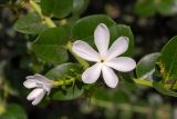 Carissa macrocarpa