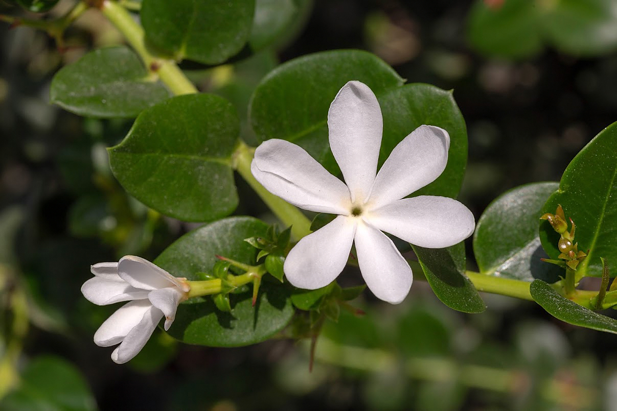 Image of Carissa macrocarpa specimen.