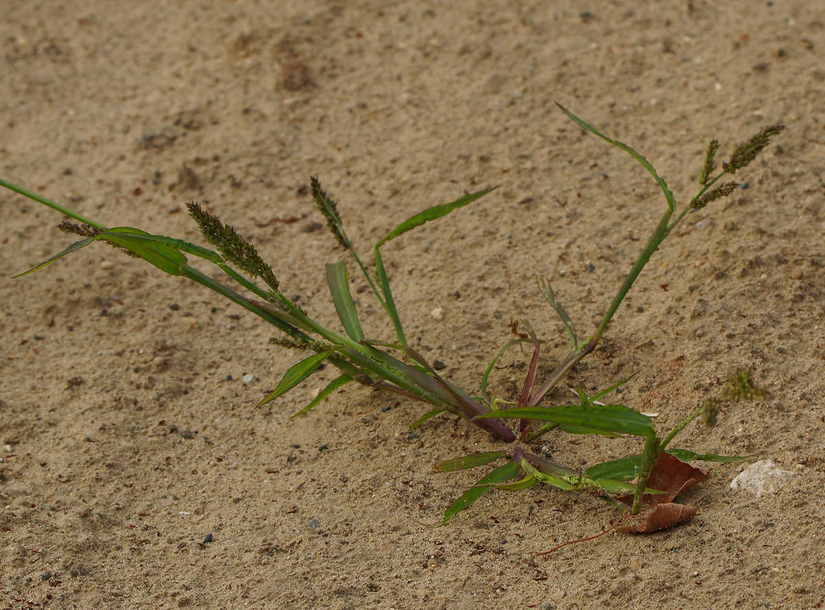 Изображение особи Echinochloa crus-galli.