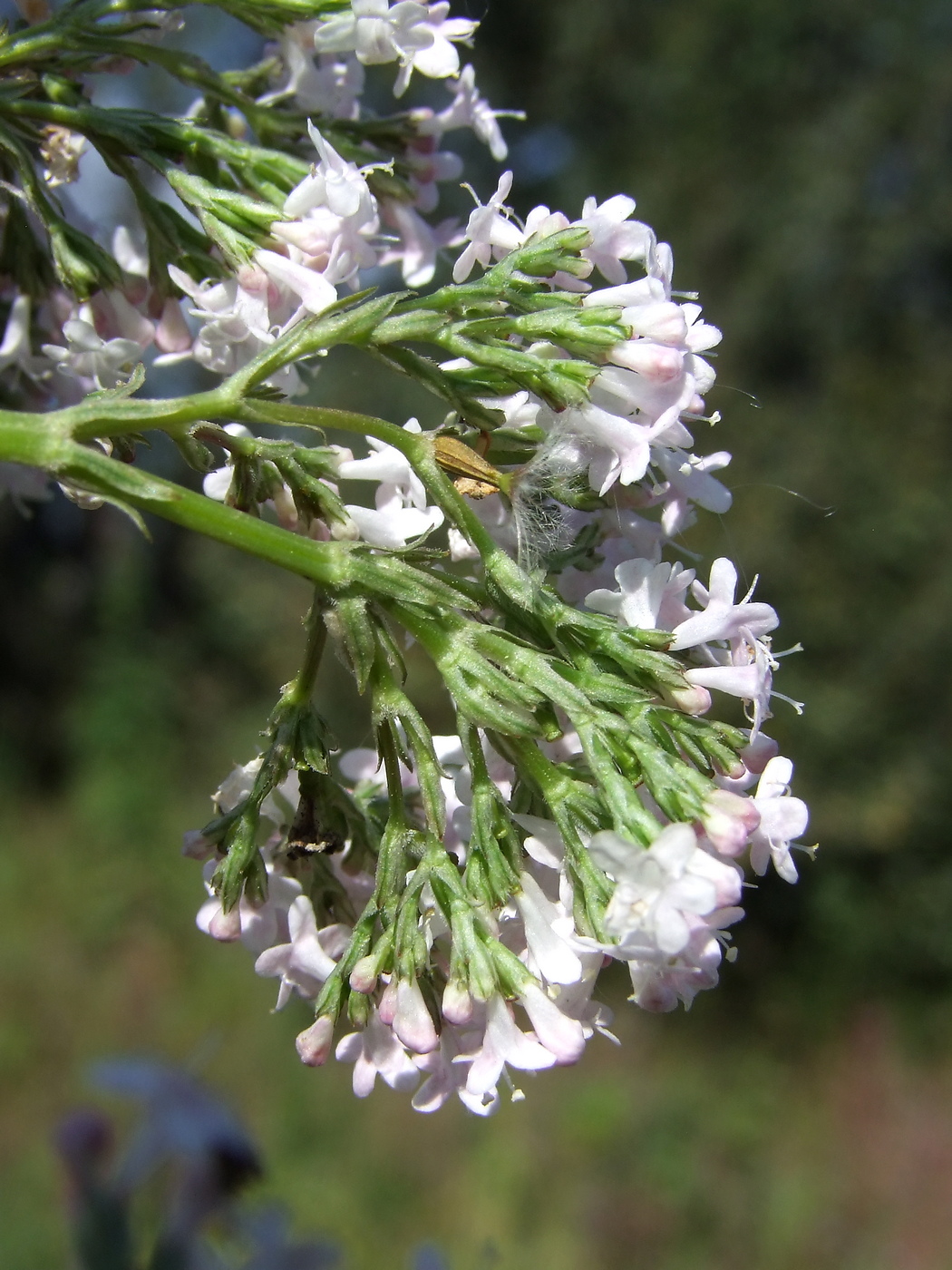 Изображение особи Valeriana transjenisensis.