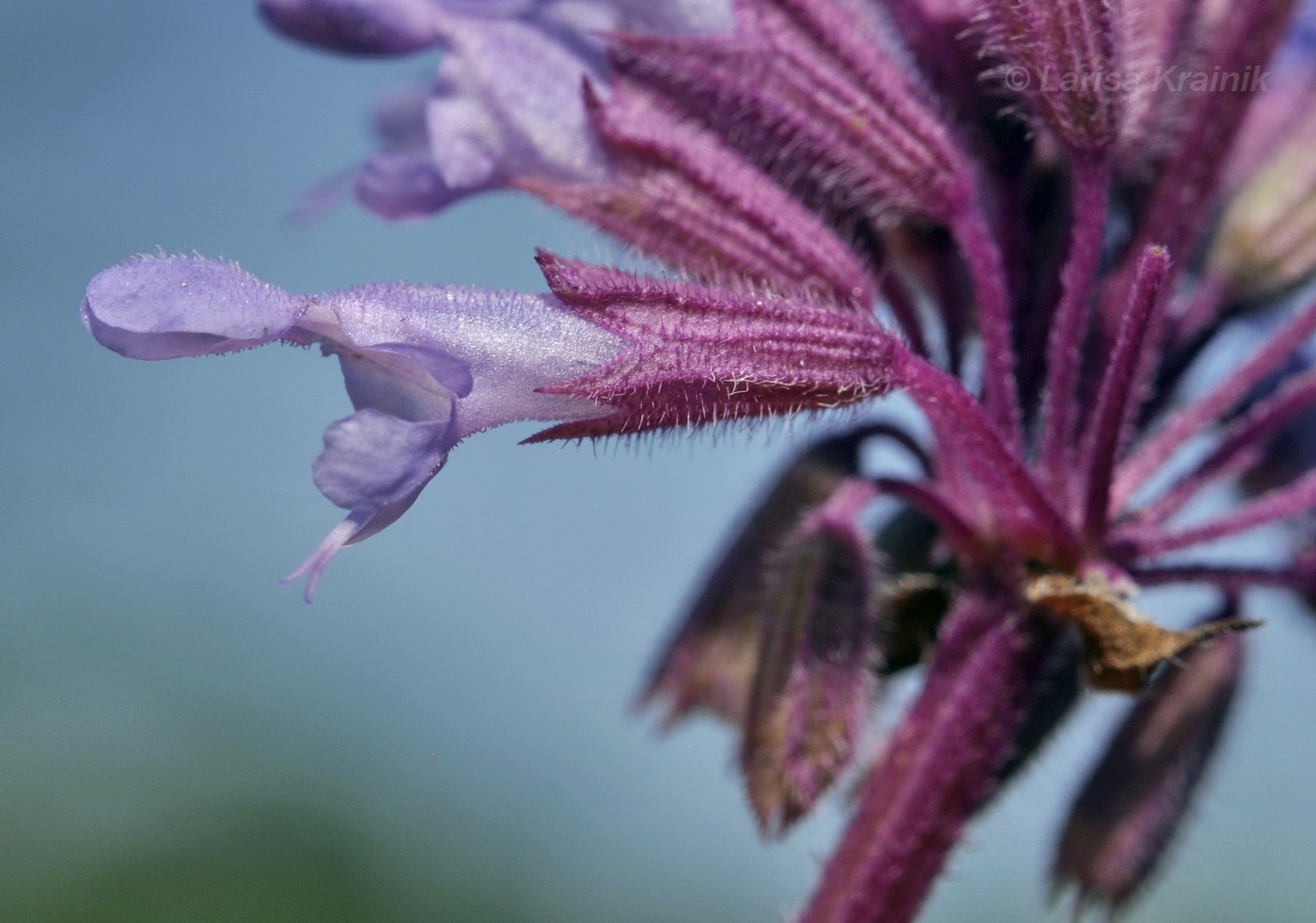 Изображение особи Salvia verticillata.