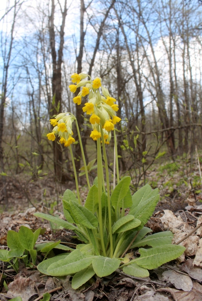 Image of Primula veris specimen.