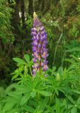 Lupinus &times; regalis
