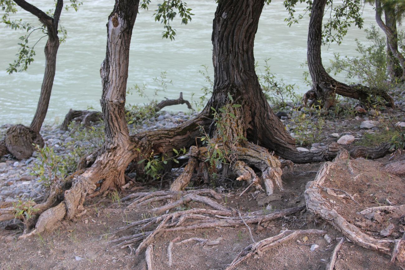 Image of Populus laurifolia specimen.