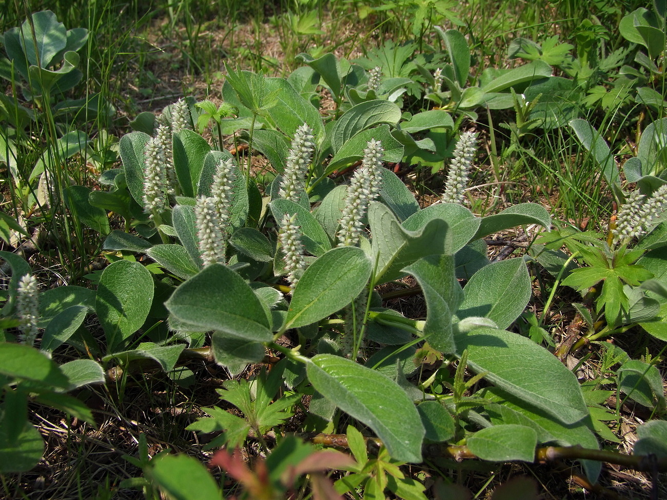 Изображение особи Salix crassijulis.