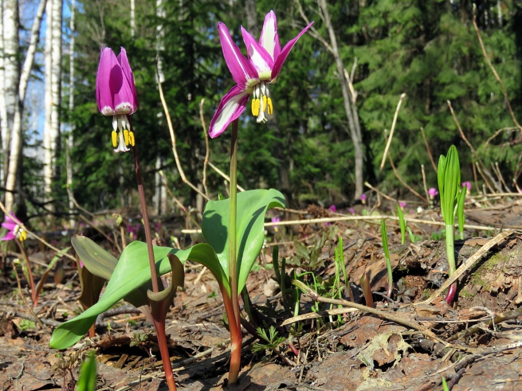 Image of Erythronium sibiricum specimen.