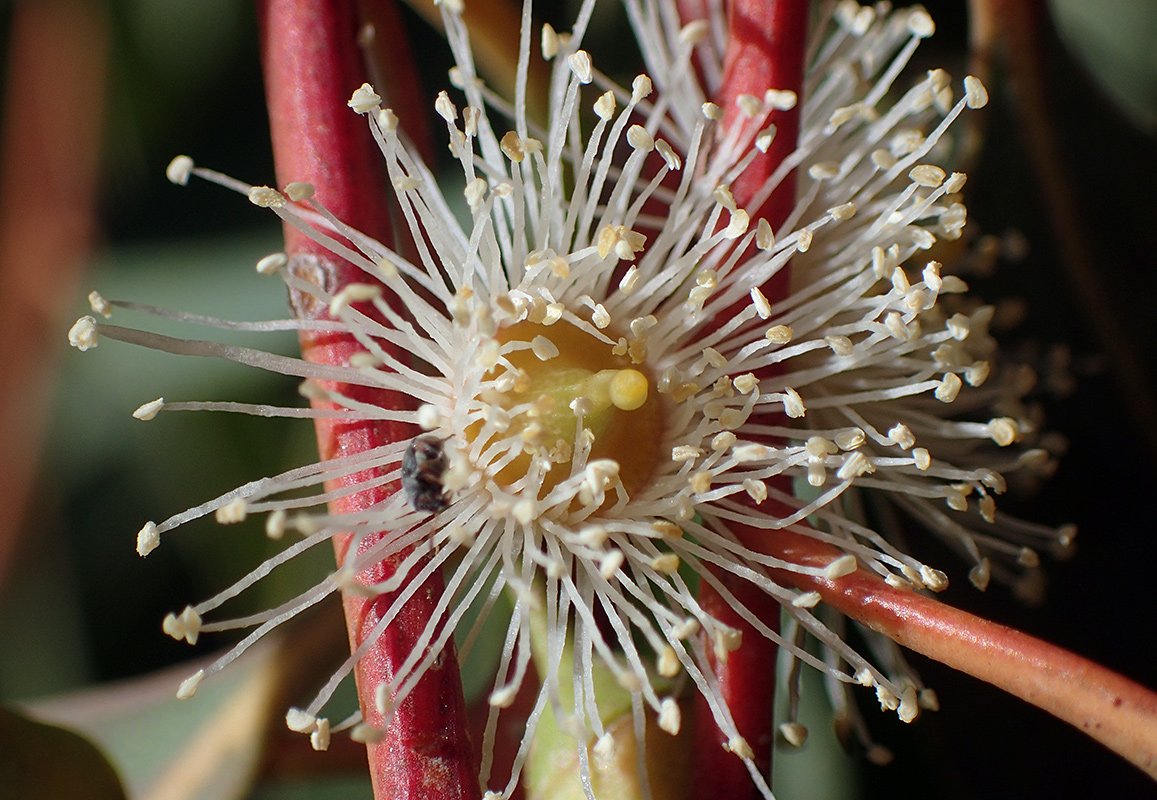 Image of Eucalyptus camaldulensis specimen.