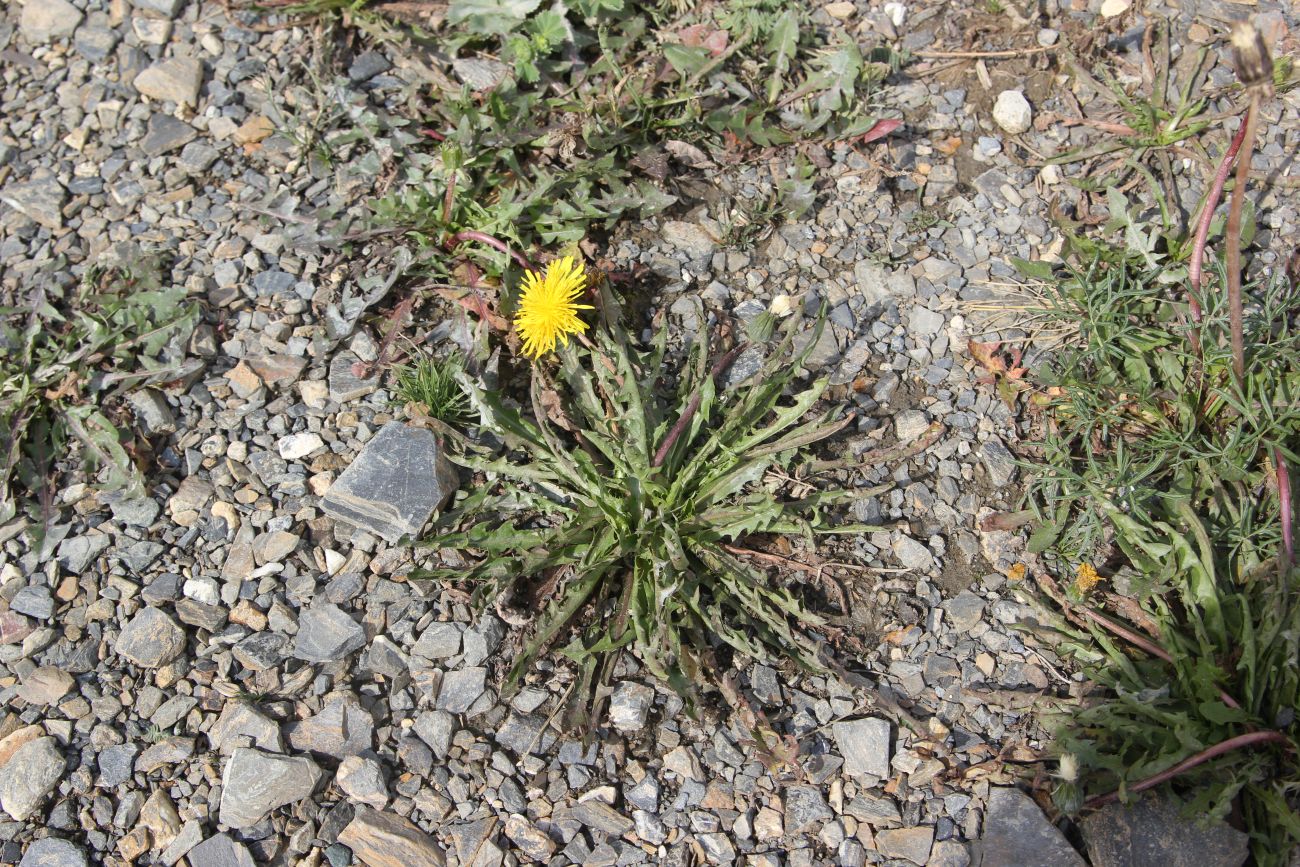 Image of genus Taraxacum specimen.