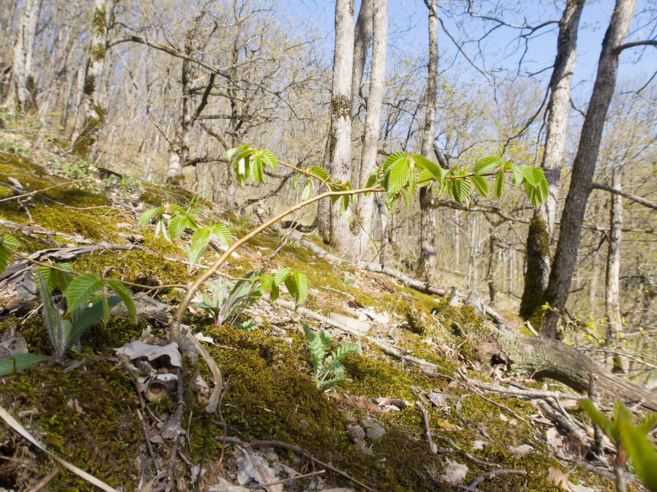 Изображение особи Carpinus betulus.