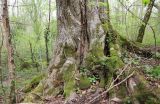 Ulmus glabra