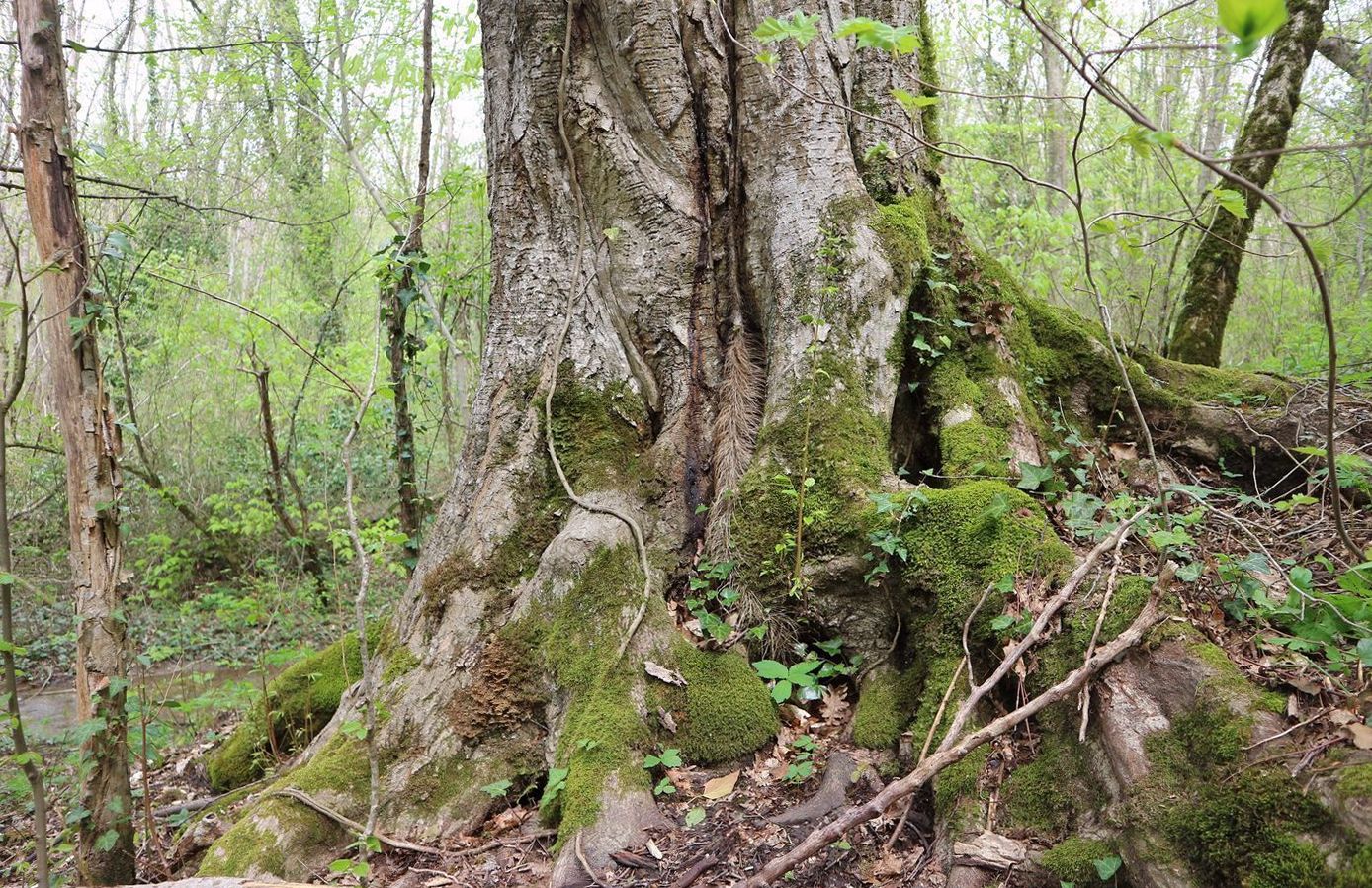 Изображение особи Ulmus glabra.