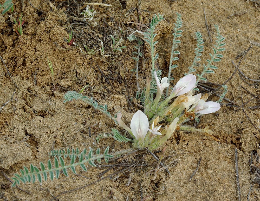 Image of Astragalus dolichophyllus specimen.