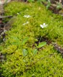 Moehringia lateriflora