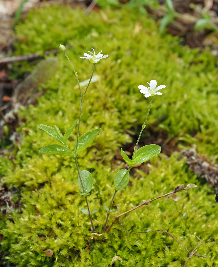 Изображение особи Moehringia lateriflora.