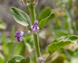 Scutellaria brevibracteata