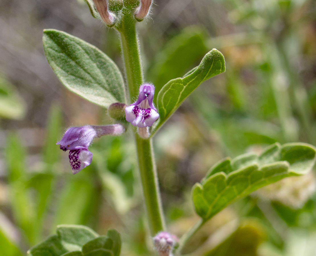 Image of Scutellaria brevibracteata specimen.