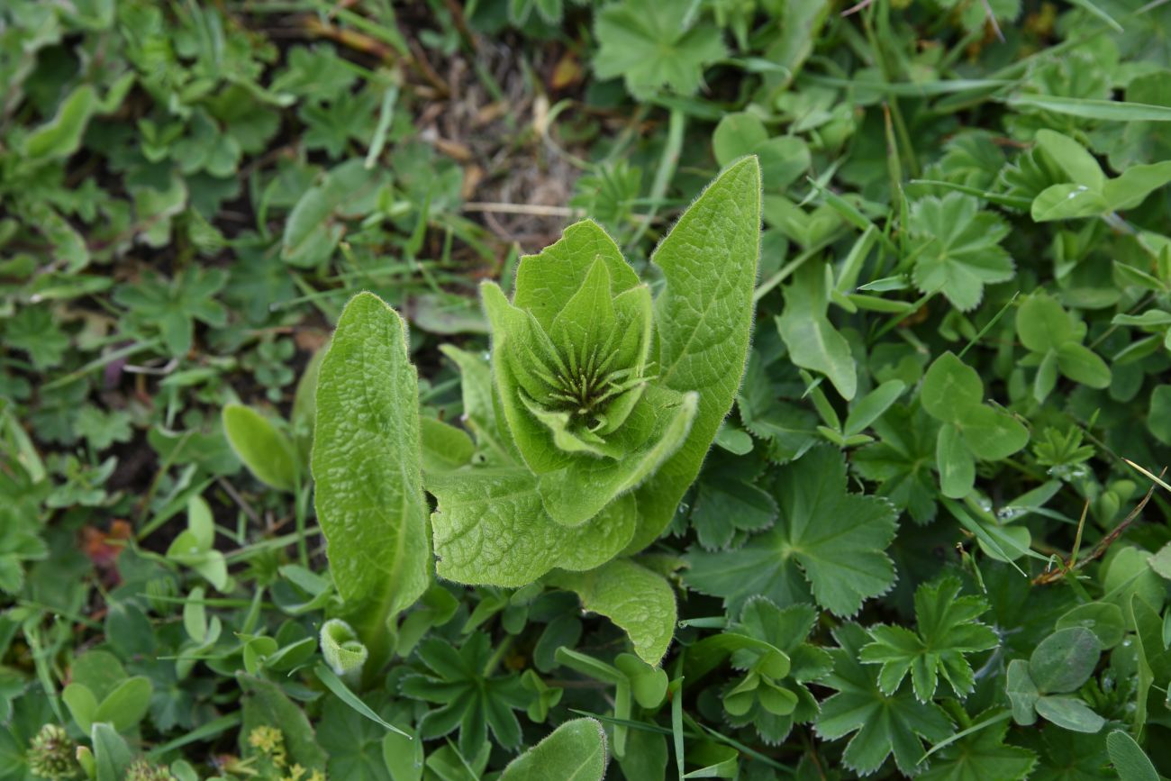 Image of Inula orientalis specimen.